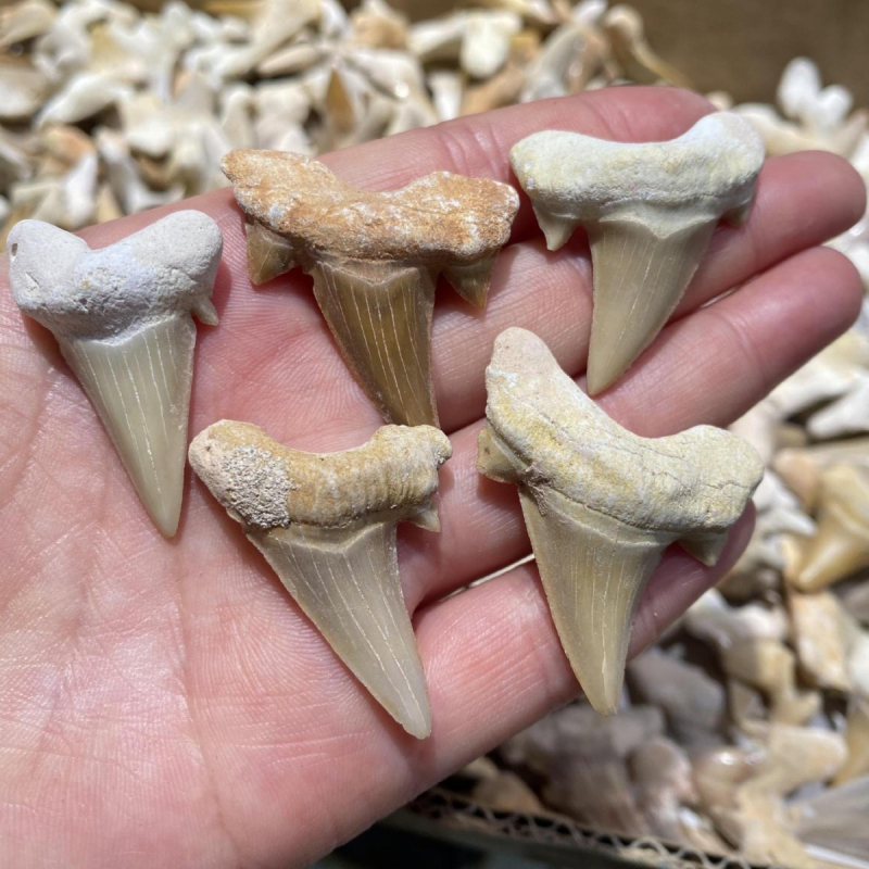Prirodni fosil Megalodonov zub, ukrasni kamen
