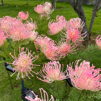 Ηλιακό LED τεχνητό άνθος Lycoris για εξωτερικό κήπο – διακοσμητικό φως γρασιδιού με βάση στο έδαφος