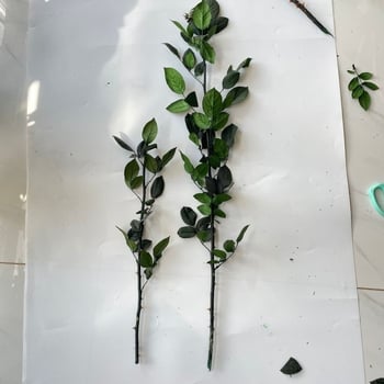 Örök rózsa ág üvegkupolával, DIY kiállításhoz tartó, levelekkel, egyetlen szár