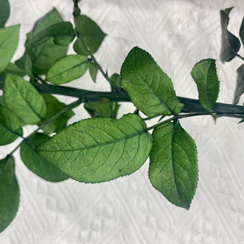 Örök rózsa ág üvegkupolával, DIY kiállításhoz tartó, levelekkel, egyetlen szár