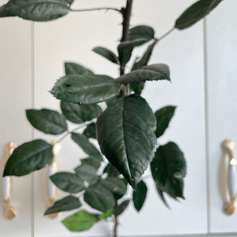 Örök rózsa ág üvegkupolával, DIY kiállításhoz tartó, levelekkel, egyetlen szár