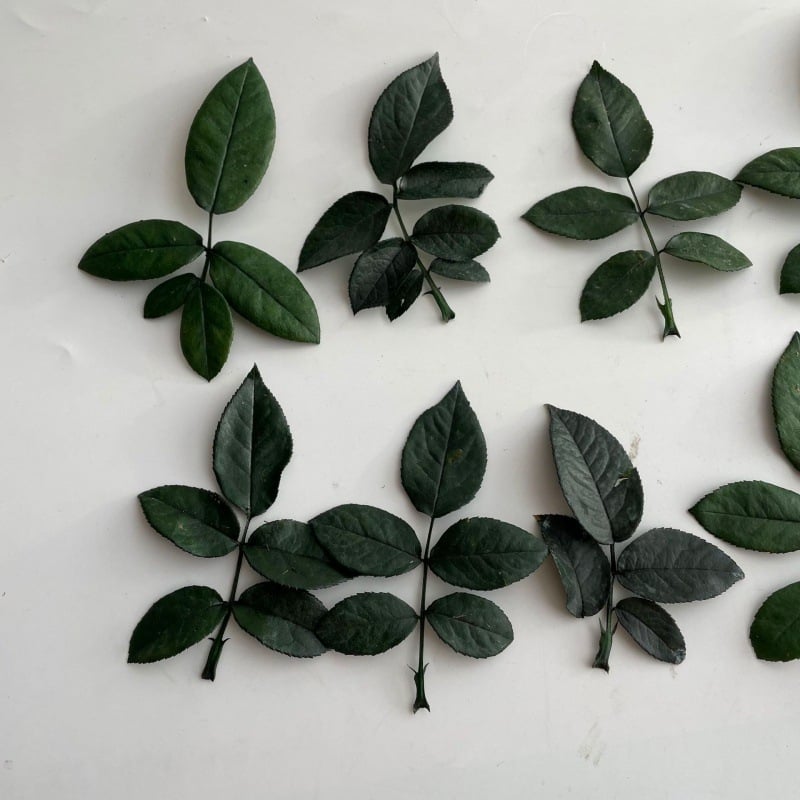Örök rózsa ág üvegkupolával, DIY kiállításhoz tartó, levelekkel, egyetlen szár