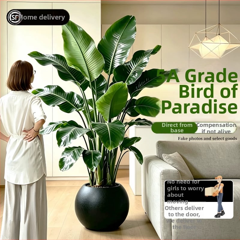 Φυτό Bird of Paradise σε γλάστρα για σαλόνι και γραφείο, μεγάλο εσωτερικό πράσινο φυτό (Strelitzia)