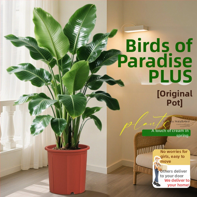 Φυτό Bird of Paradise σε γλάστρα για σαλόνι και γραφείο, μεγάλο εσωτερικό πράσινο φυτό (Strelitzia)