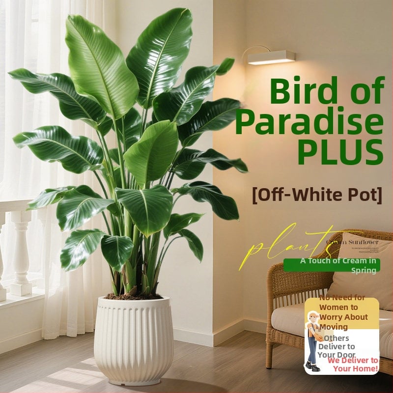 Φυτό Bird of Paradise σε γλάστρα για σαλόνι και γραφείο, μεγάλο εσωτερικό πράσινο φυτό (Strelitzia)