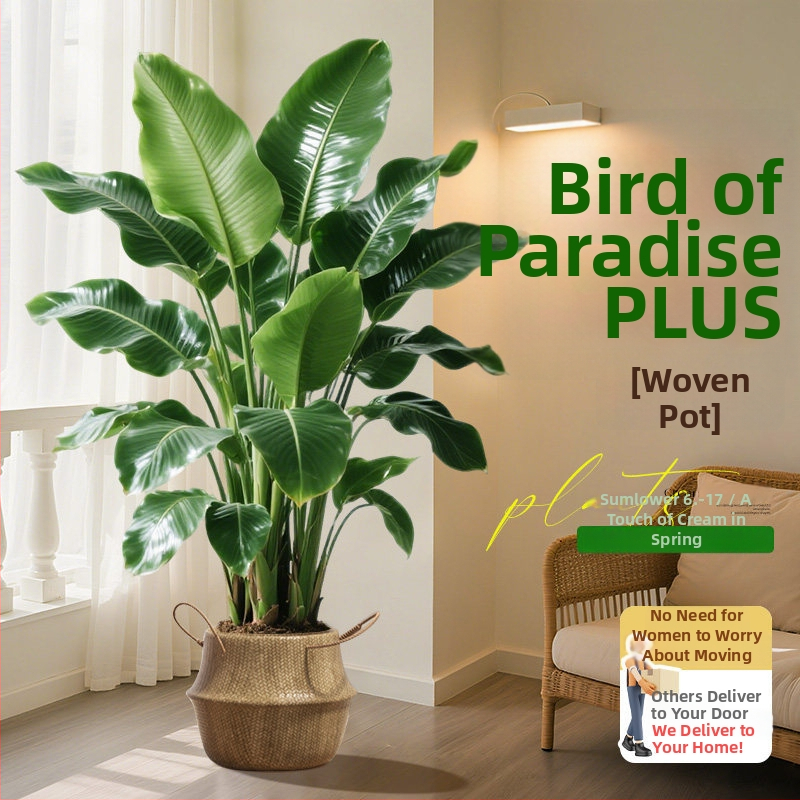 Φυτό Bird of Paradise σε γλάστρα για σαλόνι και γραφείο, μεγάλο εσωτερικό πράσινο φυτό (Strelitzia)