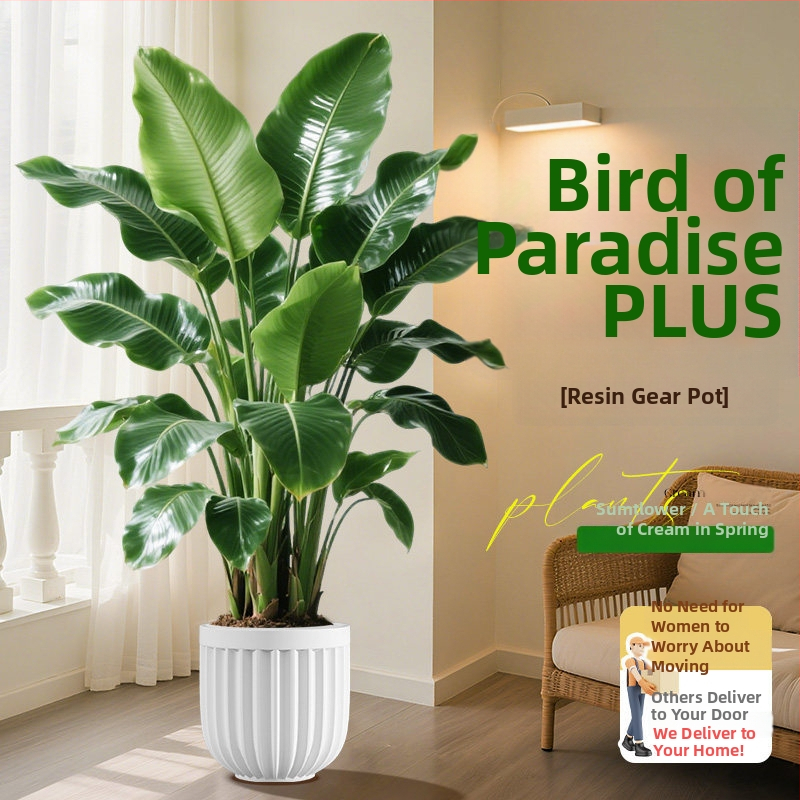 Φυτό Bird of Paradise σε γλάστρα για σαλόνι και γραφείο, μεγάλο εσωτερικό πράσινο φυτό (Strelitzia)