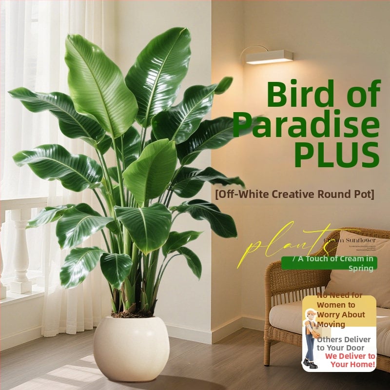 Φυτό Bird of Paradise σε γλάστρα για σαλόνι και γραφείο, μεγάλο εσωτερικό πράσινο φυτό (Strelitzia)