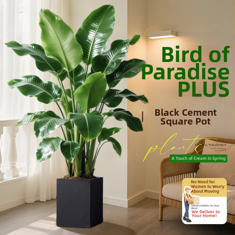Φυτό Bird of Paradise σε γλάστρα για σαλόνι και γραφείο, μεγάλο εσωτερικό πράσινο φυτό (Strelitzia)