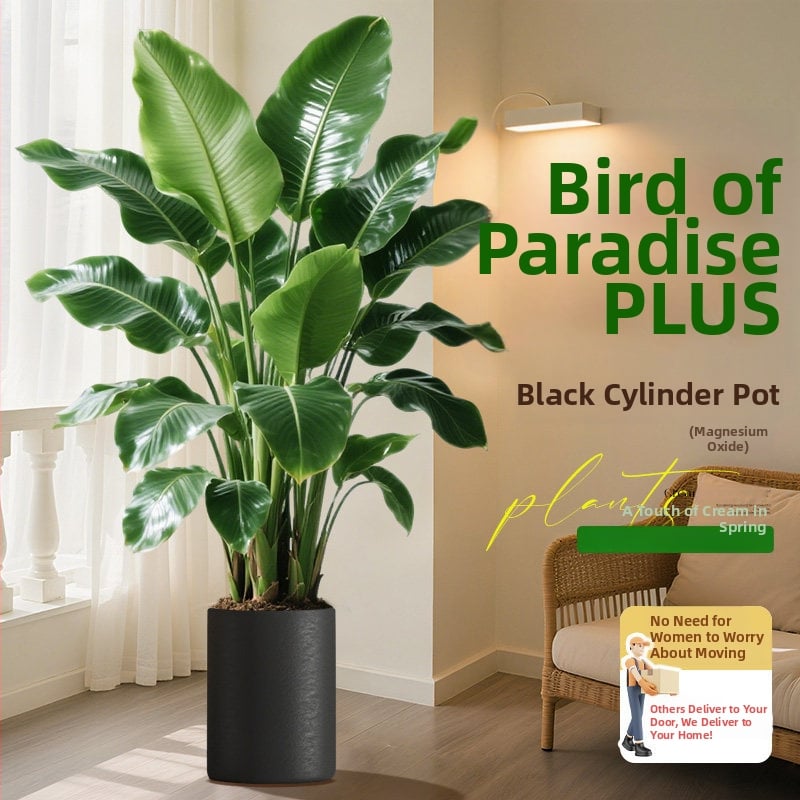 Φυτό Bird of Paradise σε γλάστρα για σαλόνι και γραφείο, μεγάλο εσωτερικό πράσινο φυτό (Strelitzia)
