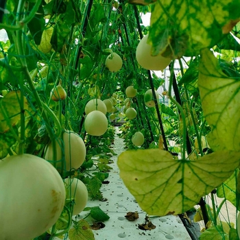 Plasă de nailon pentru plante cățărătoare, precum dovleci, struguri, fructul pasiunii, castraveți, luffa, fasole și trandafiri