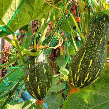Plasă de nailon pentru plante cățărătoare, precum dovleci, struguri, fructul pasiunii, castraveți, luffa, fasole și trandafiri