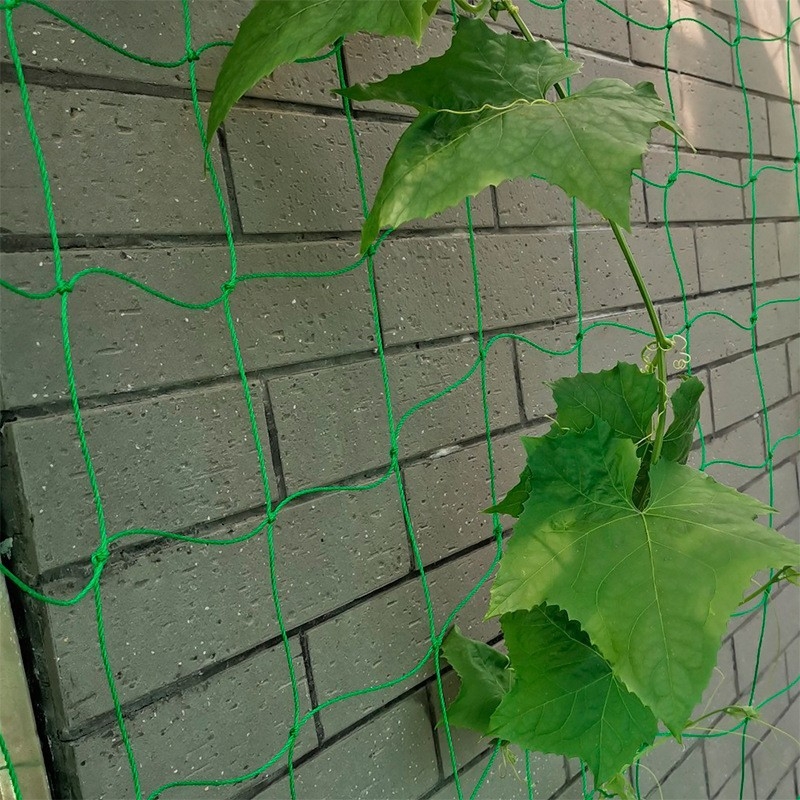 Plasă de nailon pentru plante cățărătoare, precum dovleci, struguri, fructul pasiunii, castraveți, luffa, fasole și trandafiri