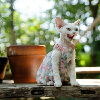 Fustă florală cu dovleac pentru pisică Sphynx fără păr - stil prințesă drăguț