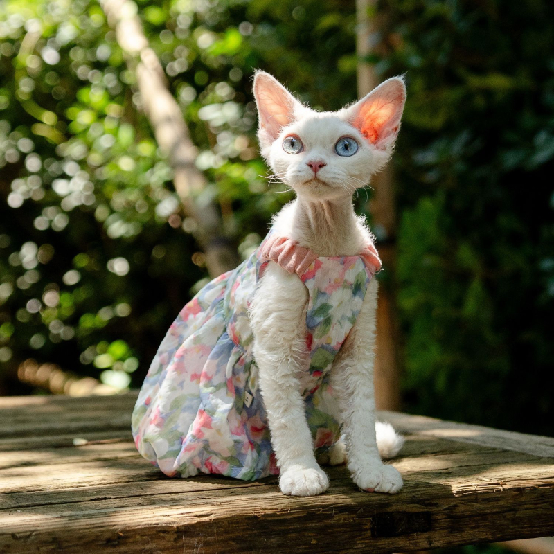 Fustă florală cu dovleac pentru pisică Sphynx fără păr - stil prințesă drăguț