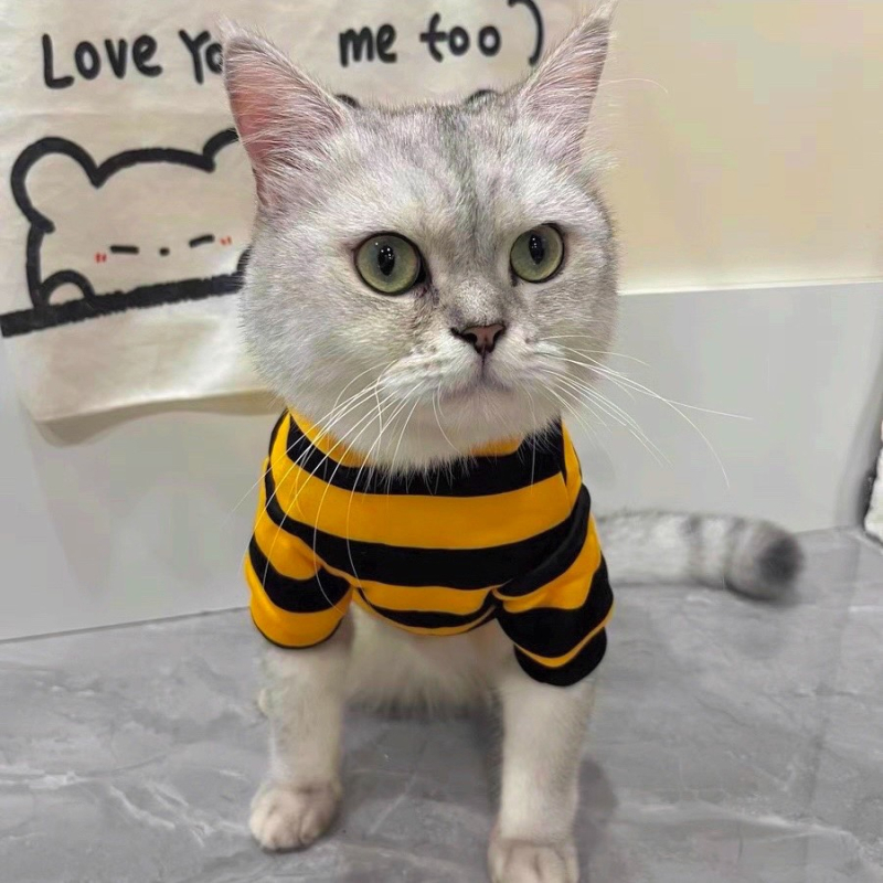 Hanorac pentru pisici toamnă–iarna, cu model drăgălaș de albină, călduros pentru Ragdoll/British Shorthair, gradient argintiu, haină cu două picioare