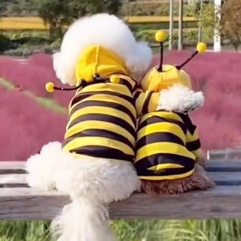 Costum de transformare pentru pisici, toamnă-iarnă, anti-păr, RagDoll, gradient albastru, inspirat de Bichon Frise, drăguț și haios