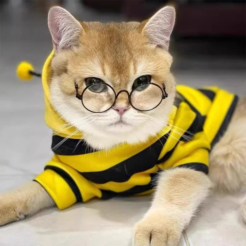 Costum de transformare pentru pisici, toamnă-iarnă, anti-păr, RagDoll, gradient albastru, inspirat de Bichon Frise, drăguț și haios