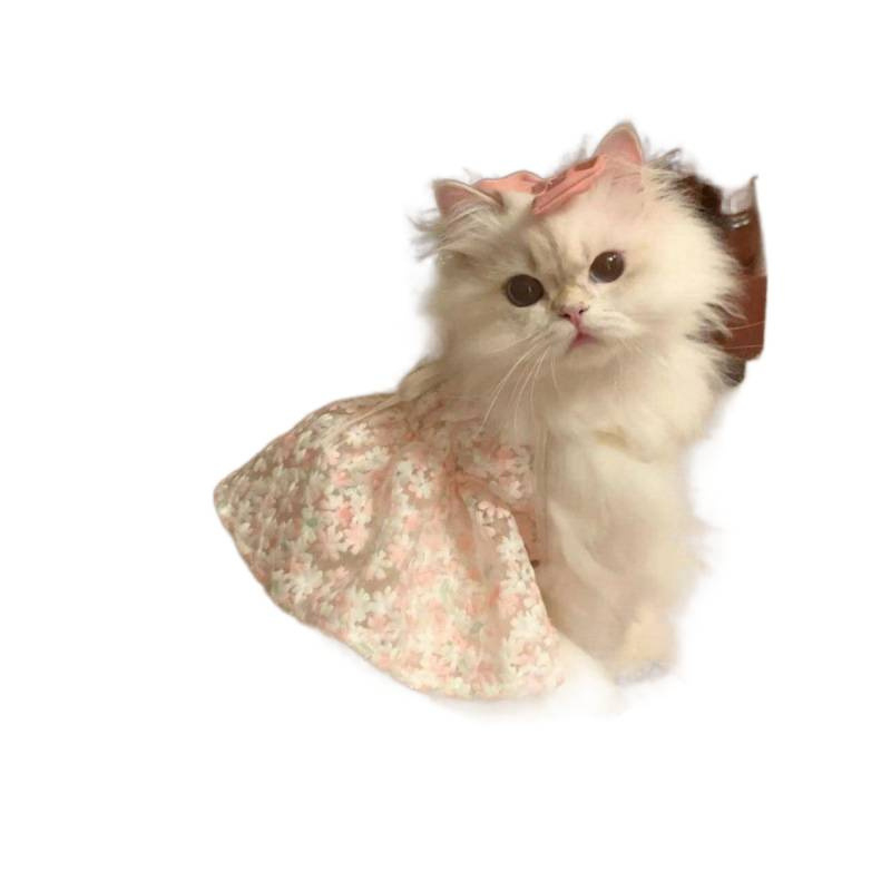 rochie cu bretele pentru pisici Maine Coon/Ragdoll, ținută drăguță de prințesă, nuanță aurie în gradient.