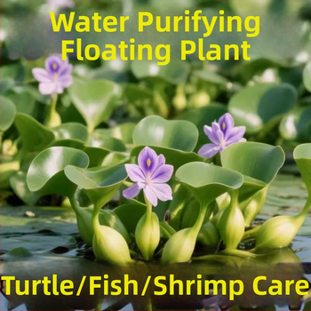 Water Hyacinth – plantă hidroponică pentru iazuri, plantă acvatică de apă dulce pentru purificarea apei și oxigenare, habitat pentru țestoase și pești, înflorire