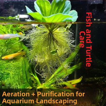 Water Hyacinth – plantă hidroponică pentru iazuri, plantă acvatică de apă dulce pentru purificarea apei și oxigenare, habitat pentru țestoase și pești, înflorire