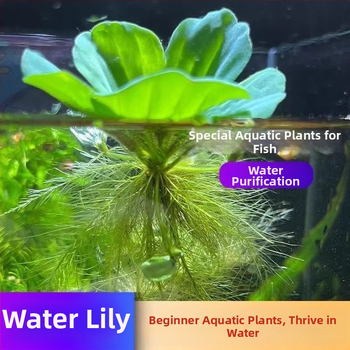 Water Hyacinth – plantă hidroponică pentru iazuri, plantă acvatică de apă dulce pentru purificarea apei și oxigenare, habitat pentru țestoase și pești, înflorire