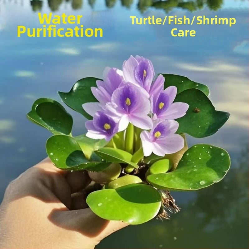Water Hyacinth – plantă hidroponică pentru iazuri, plantă acvatică de apă dulce pentru purificarea apei și oxigenare, habitat pentru țestoase și pești, înflorire