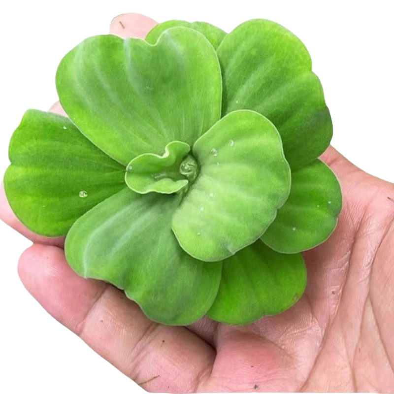 Water Hyacinth – plantă hidroponică pentru iazuri, plantă acvatică de apă dulce pentru purificarea apei și oxigenare, habitat pentru țestoase și pești, înflorire