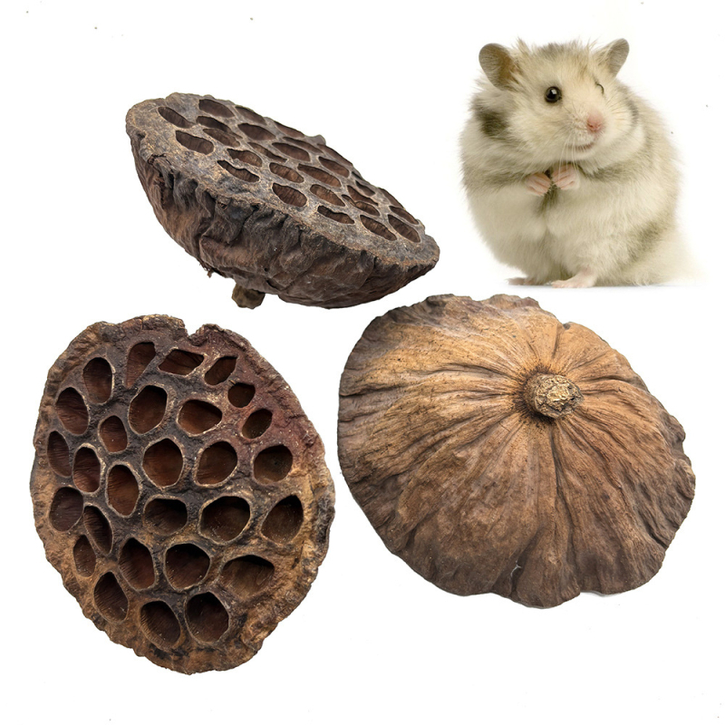 Jucărie naturală de dentiție din lotus uscat pentru hamsteri și păsări