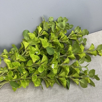 Folie artificială cu tulpini lungi, iarbă scoică, floare clopot și frunze de bani pentru aranjamente florale