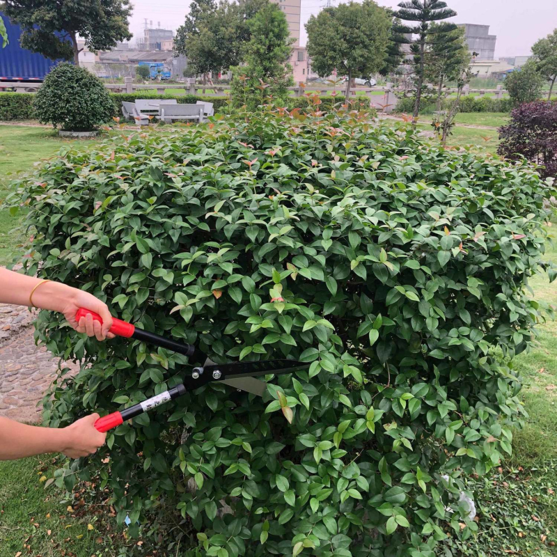 Foarfece mari de grădină pentru tăiere, foarfece pentru flori și copaci, foarfece pentru gazon și gard viu