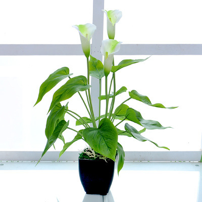 Bonsai artificial Calla Lily în ghiveci din plastic — plantă decorativă de interior