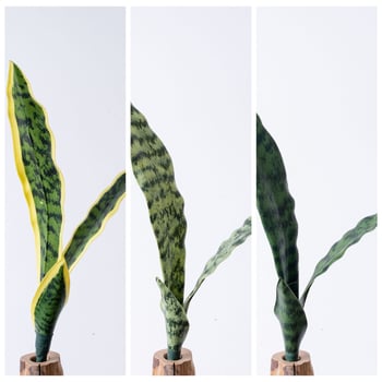 Ramuri artificiale de Sansevieria pentru decor de nuntă și casă – tije PVC verzi pentru decorațiuni