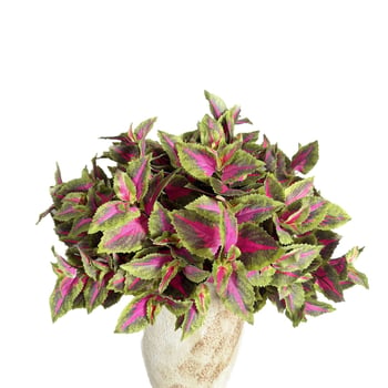Plantă artificială cu frunze purpurii de perilla și frunză verde, floare de mătase, decor de perete de fundal, 30–100 cm