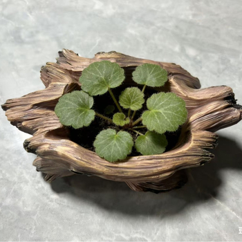 Vas pentru suculente cu mai multe plante, micro-peisaj cu mai multe găuri, imitație de rădăcină din lemn, stil pastoral