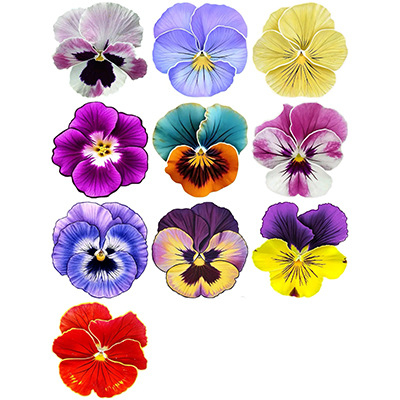 Foi de hârtie de orez lipicioasă, imprimate cu hibiscus colorat, pentru decorarea tortului de ziua de naștere