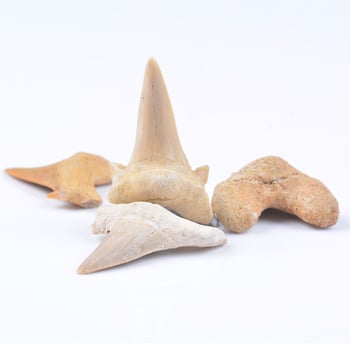 Hiteles 3 cm-es rat-shark fosszília