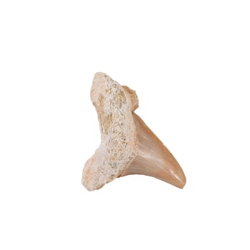 Hiteles 3 cm-es rat-shark fosszília