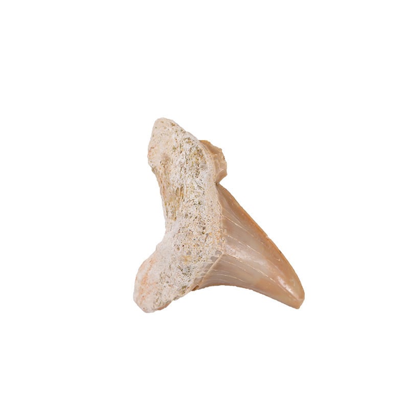 Hiteles 3 cm-es rat-shark fosszília