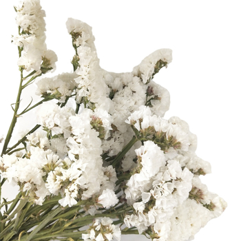 Μπουκέτο αποξηραμένων λουλουδιών Forget-Me-Not, φυσικό στυλ για οικιακή διακόσμηση και αξεσουάρ φωτογράφισης