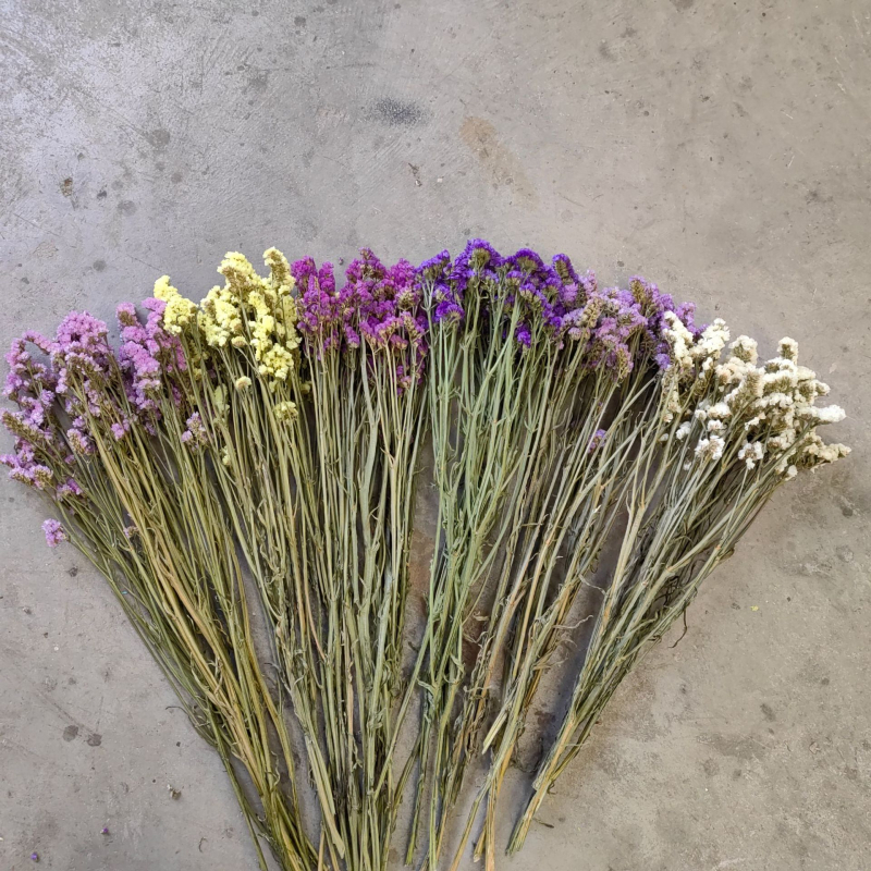 Μπουκέτο αποξηραμένων λουλουδιών Forget-Me-Not, φυσικό στυλ για οικιακή διακόσμηση και αξεσουάρ φωτογράφισης