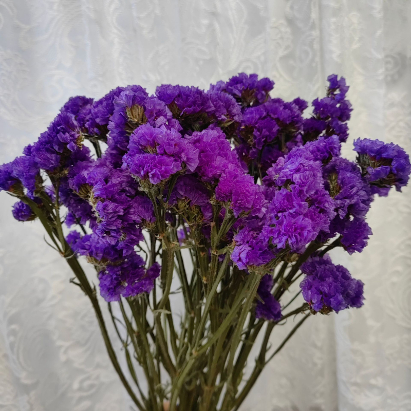 Μπουκέτο αποξηραμένων λουλουδιών Forget-Me-Not, φυσικό στυλ για οικιακή διακόσμηση και αξεσουάρ φωτογράφισης