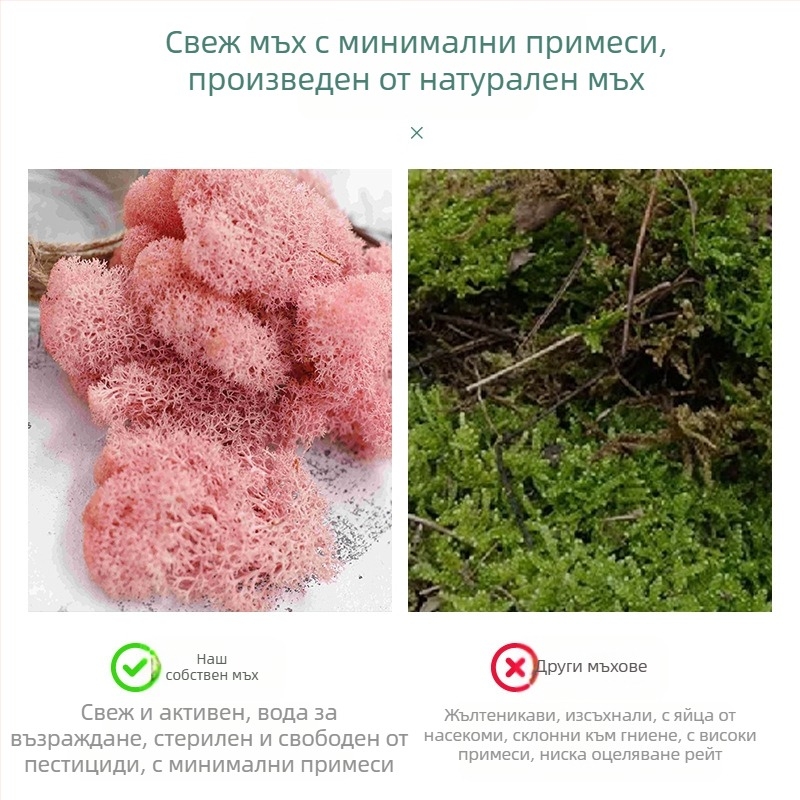 Безсмъртен мъх, кутииран мъх, растение за стена, озеленяване, мъх, витрина, интериорни декорации, микропейзаж, вечен мъх