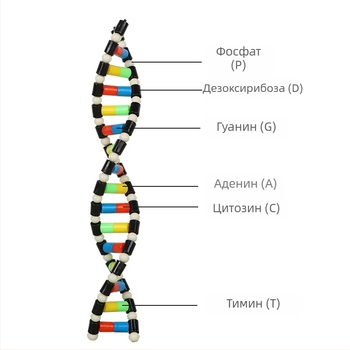 DNA модел на структурата на двойната спирала – пластмасово дидактическо помагало по биология за ученици в средното училище, вътрешна и външна употреба, Liuxin
