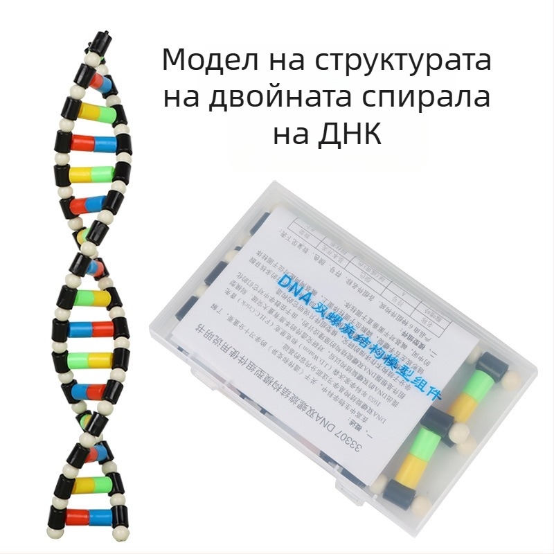 DNA модел на структурата на двойната спирала – пластмасово дидактическо помагало по биология за ученици в средното училище, вътрешна и външна употреба, Liuxin