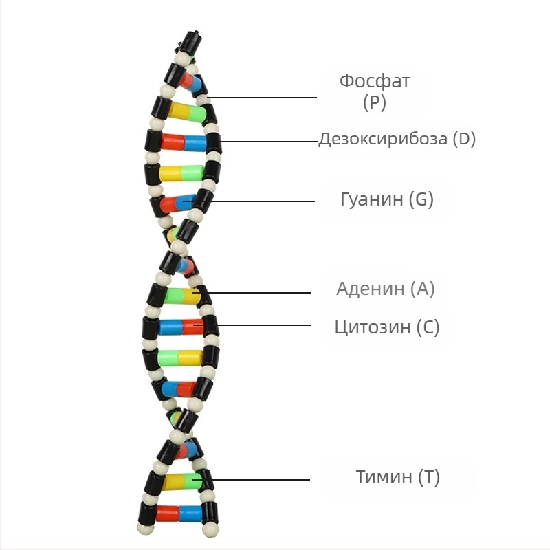 DNA модел на структурата на двойната спирала – пластмасово дидактическо помагало по биология за ученици в средното училище, вътрешна и външна употреба, Liuxin