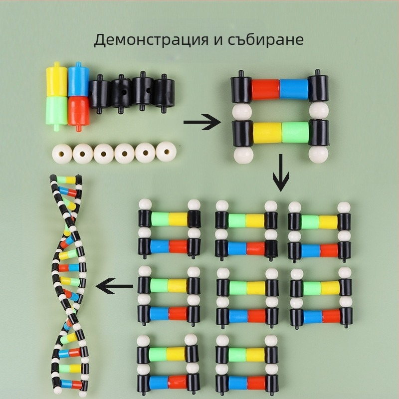 DNA модел на структурата на двойната спирала – пластмасово дидактическо помагало по биология за ученици в средното училище, вътрешна и външна употреба, Liuxin
