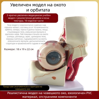 Модел на човешкото око за медицинско обучение, PVC материал, марка Zhenghe River, налична частна марка