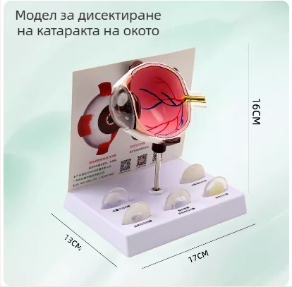 Модел на човешкото око за медицинско обучение, PVC материал, марка Zhenghe River, налична частна марка