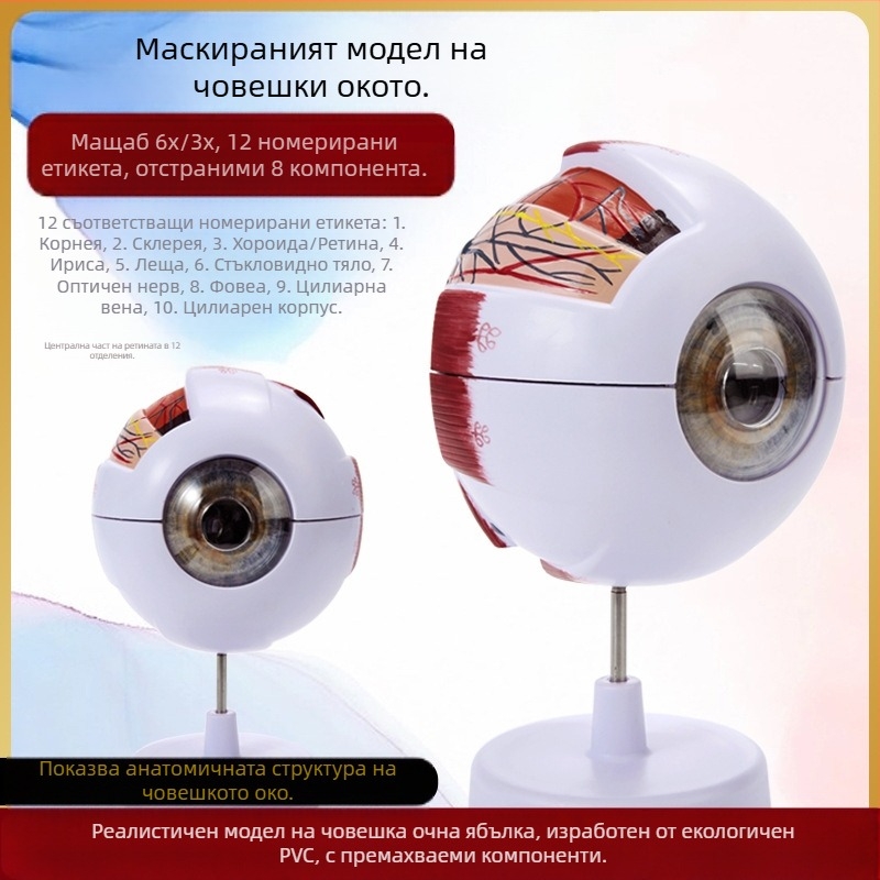Модел на човешкото око за медицинско обучение, PVC материал, марка Zhenghe River, налична частна марка